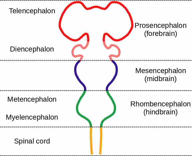 The embryonic brain