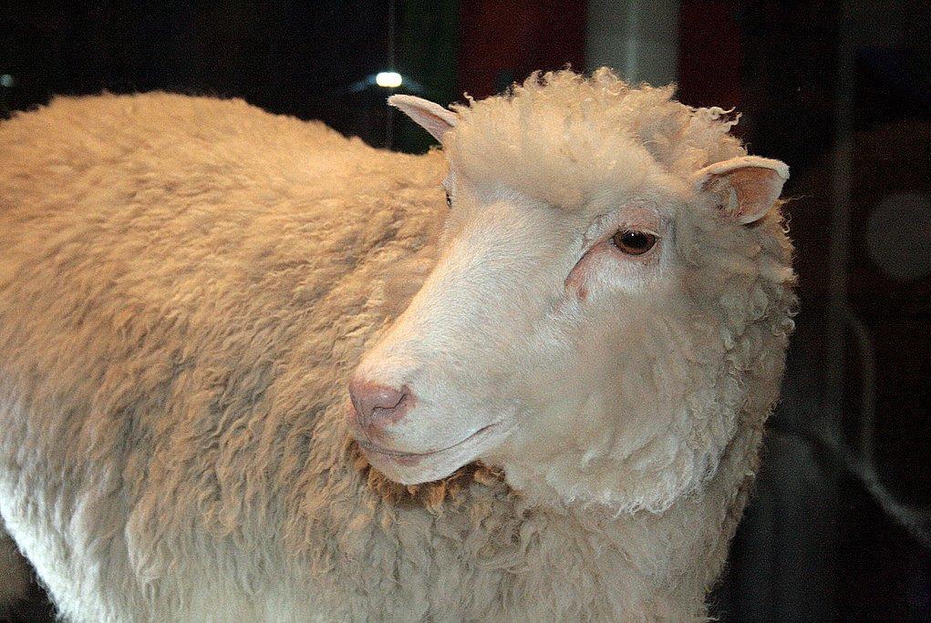 Dolly the sheep