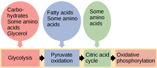 Glycogen Pathway