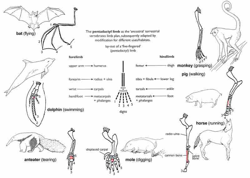 Homology in the forelimbs of vertebrates