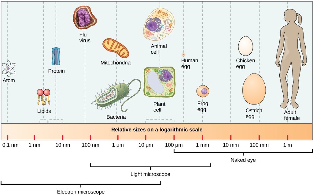 Relative Size of Atoms to Humans