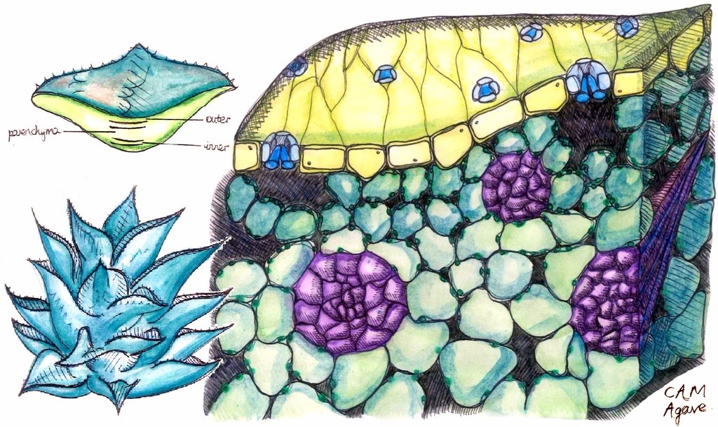 Cross section of agave, a CAM plant