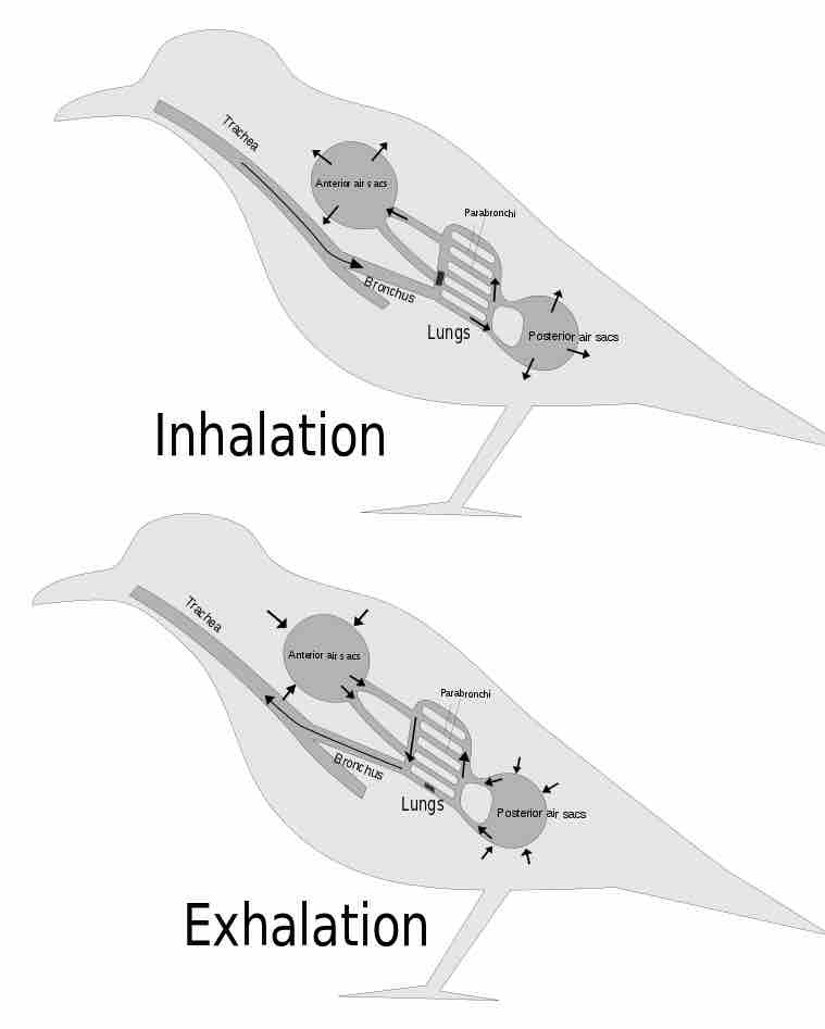 Bird Respiration