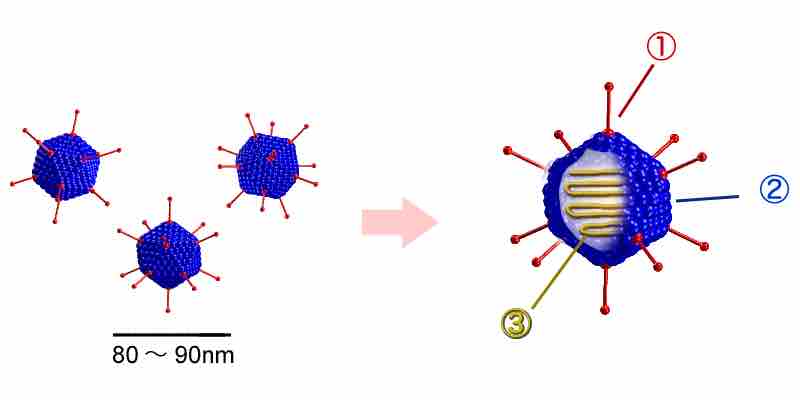 Adenovirus structure