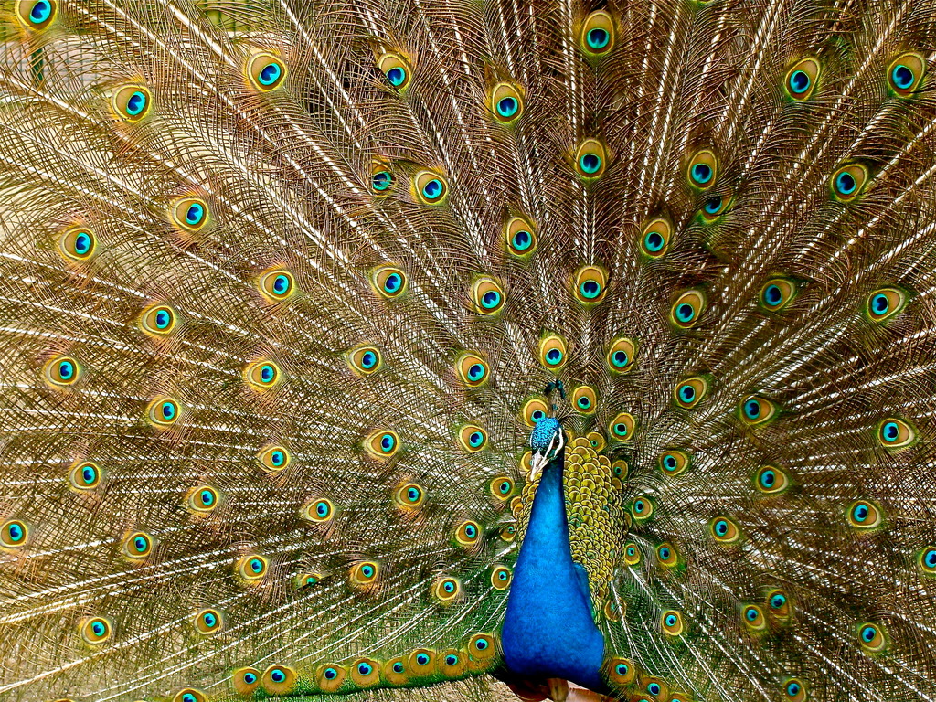 Courtship display of the male peacock