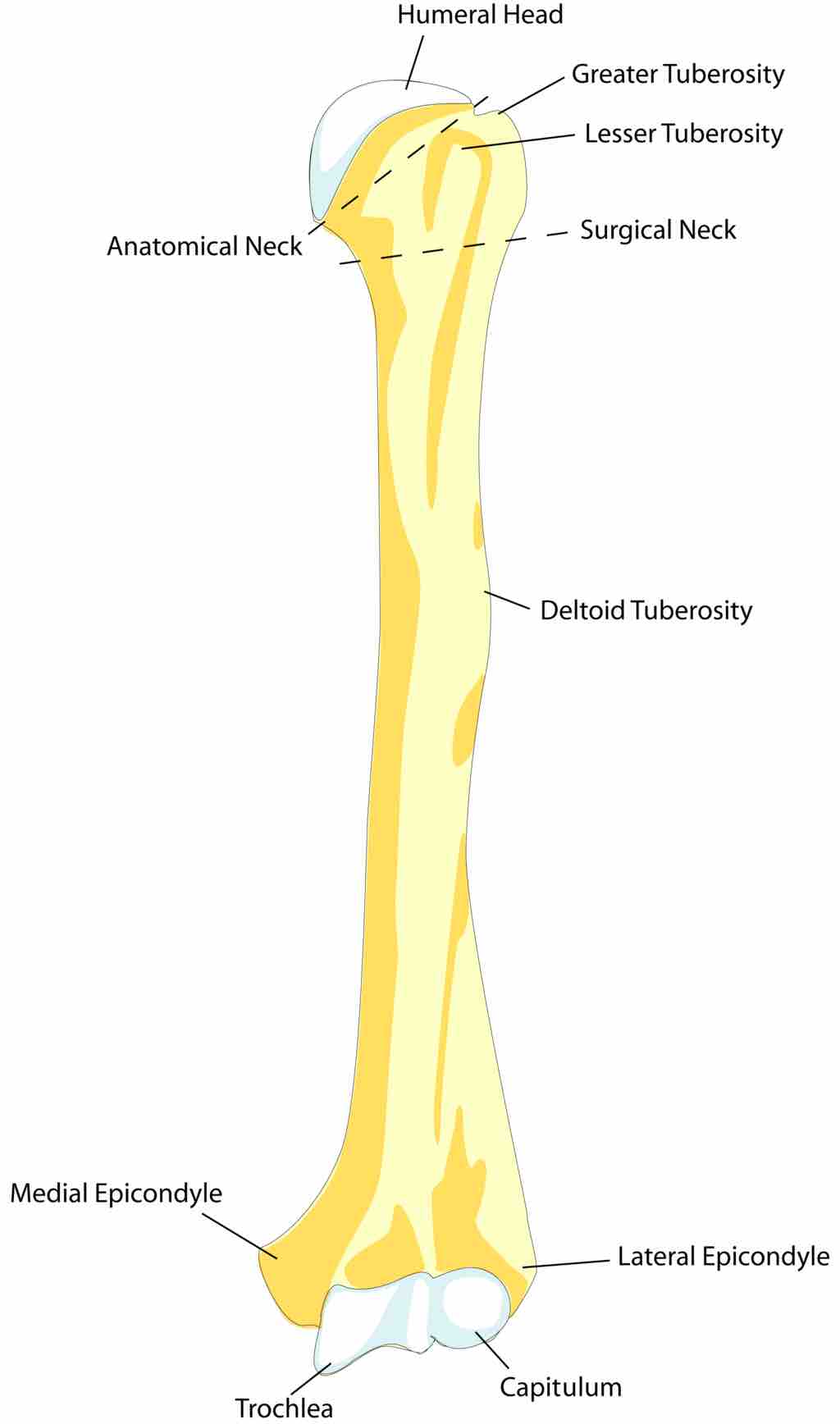 Humerus