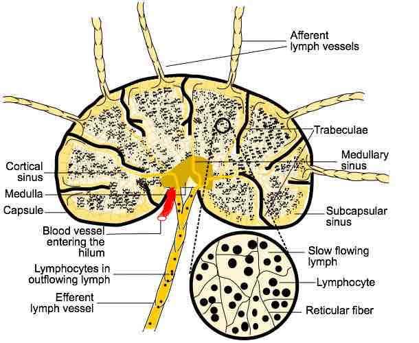 Flow of Lymph 