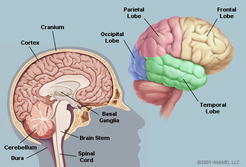 Diagram of Brain Regions