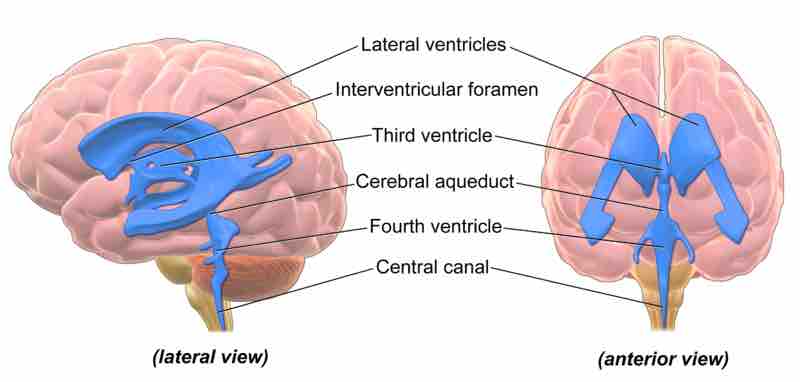 Brain Ventricles