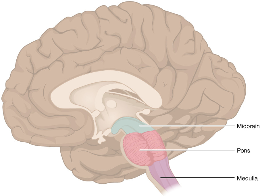 Pons/Brainstem