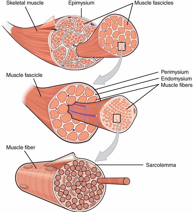 Muscle Structure