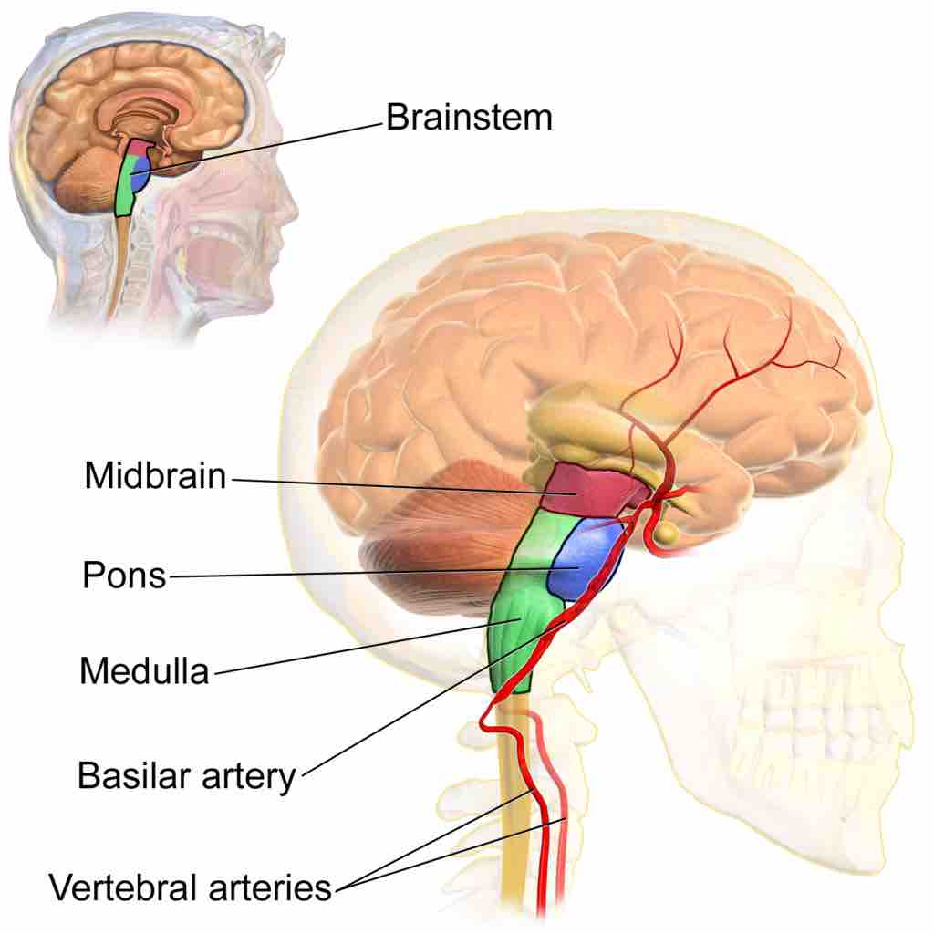 Brainstem Anatomy