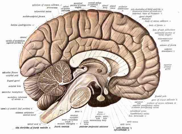 Cerebellum