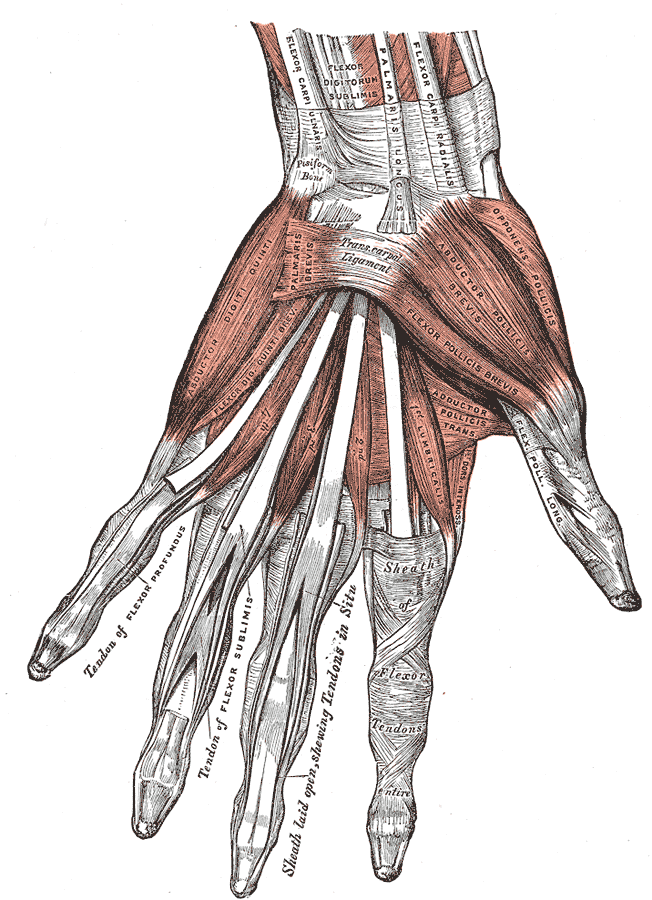 Muscles of the hand