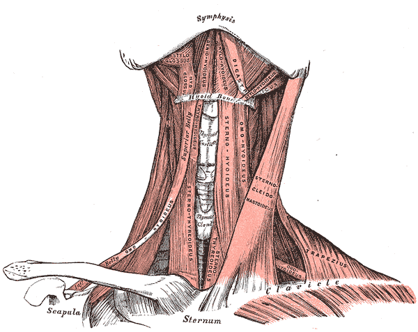 Suprahyoid and infrahyoid muscles of the neck