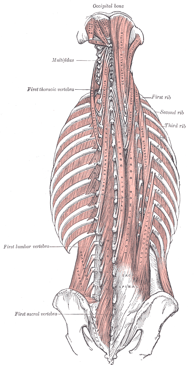 Muscles of the back and neck