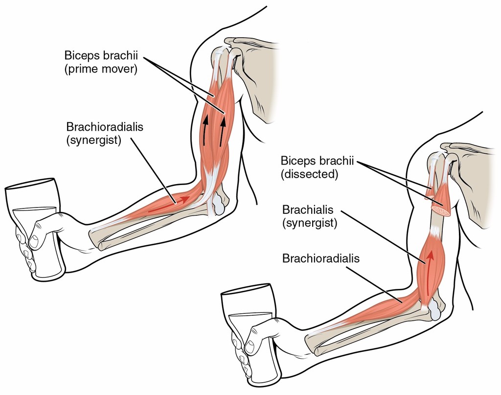 Flexing of the forearm by the biceps brachii