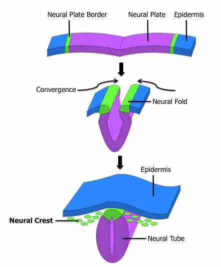 Formation of the Fetal Nervous System