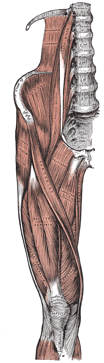 Key muscles associated with movement at the hip