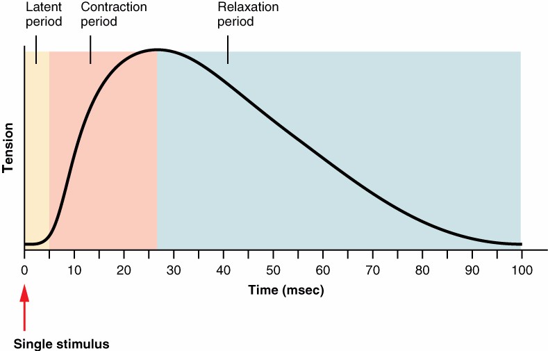 Muscle Twitch Contraction