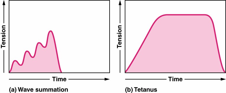 Summation and Tetanus Contractions