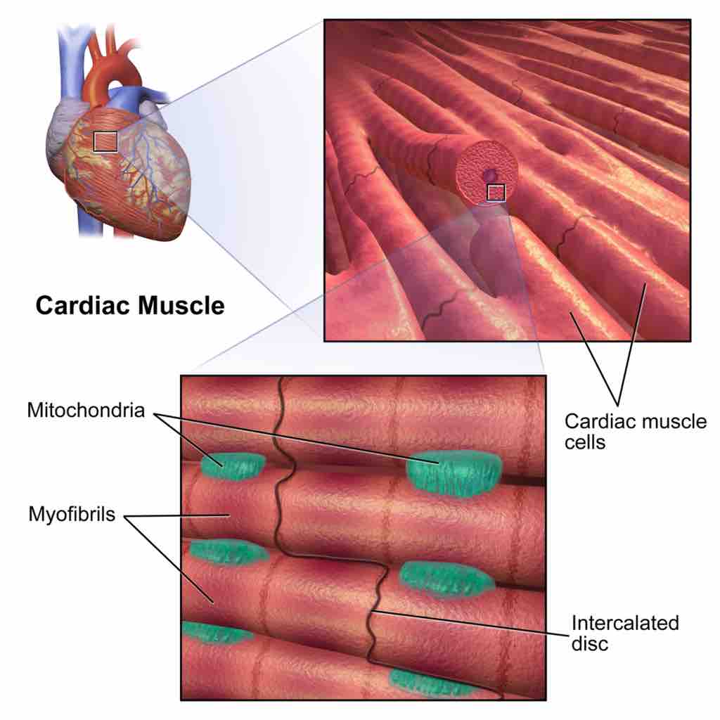 Cardiac Muscle