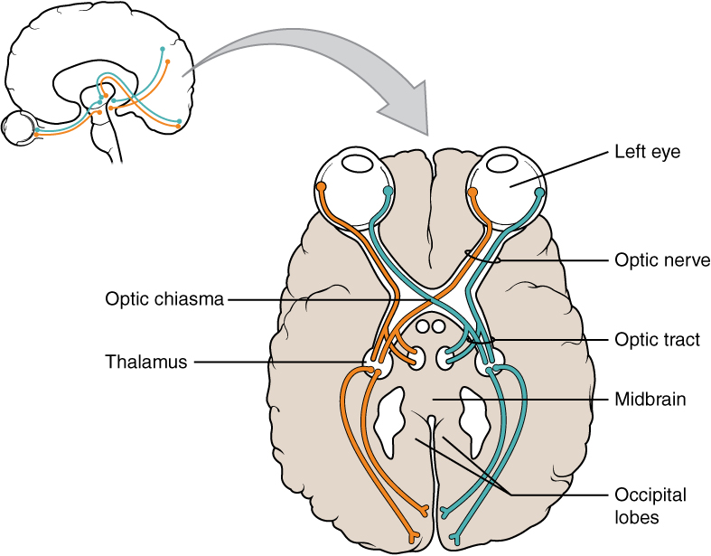 Optic nerve