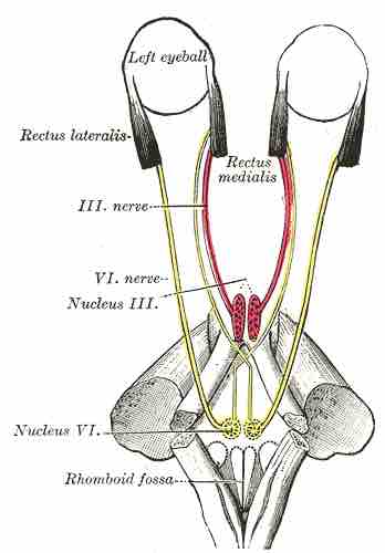 Abducens nerve