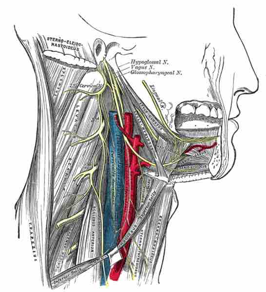 Glossopharyngeal nerve