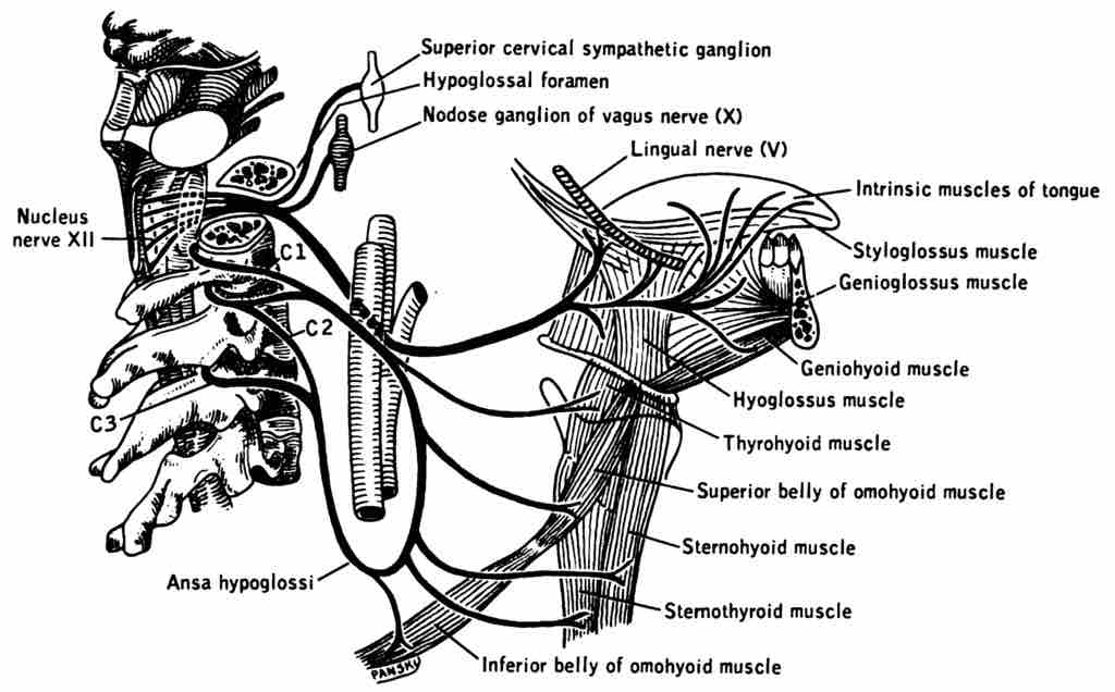 Hypoglossal nerve