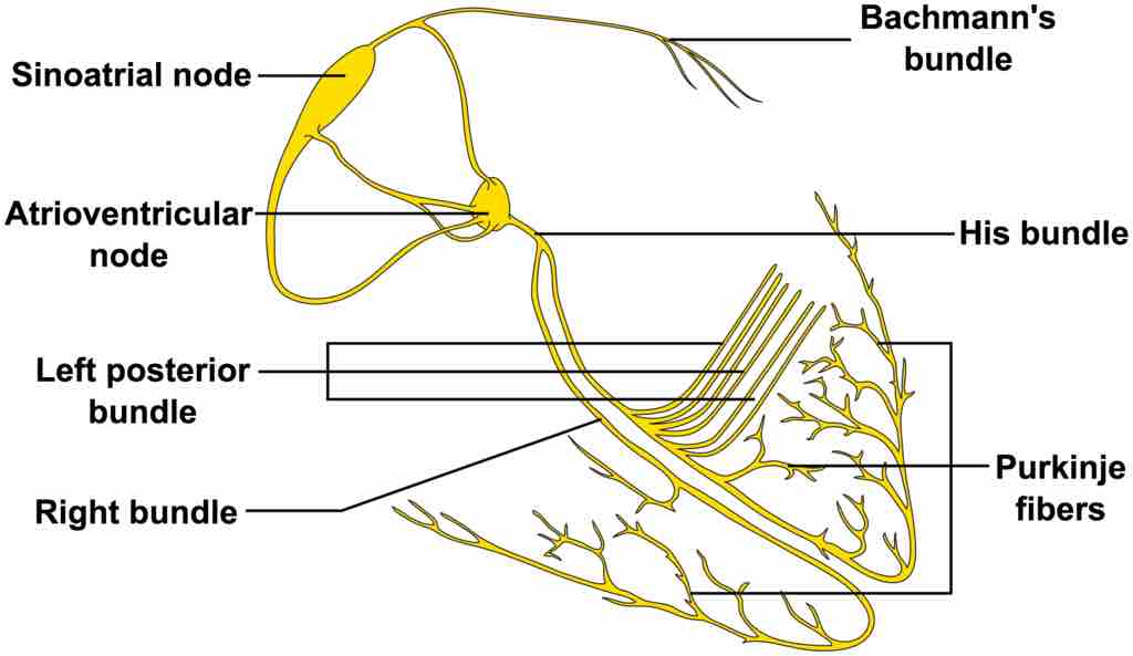 The Cardiac Conduction System