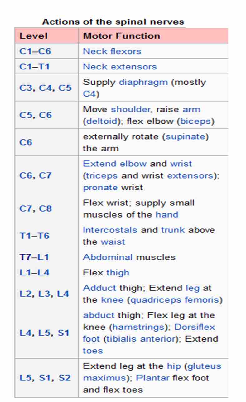 Spinal nerve function table