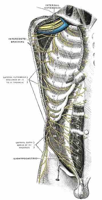 Intercostal nerves