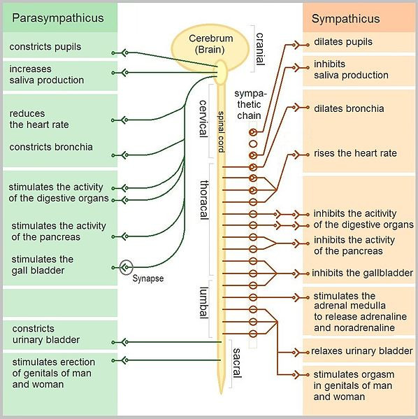 Autonomic nervous sytem