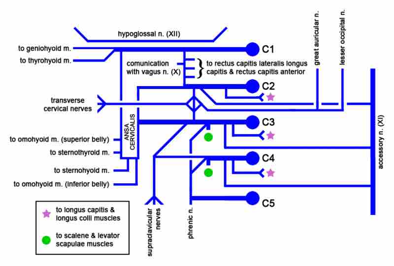 Cervical plexus