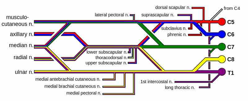 Brachial plexus