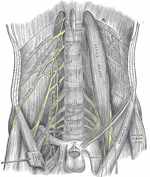 Lumbar plexus