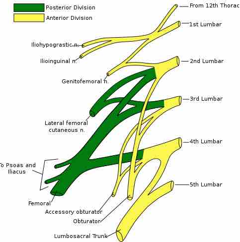 Lumbar plexus