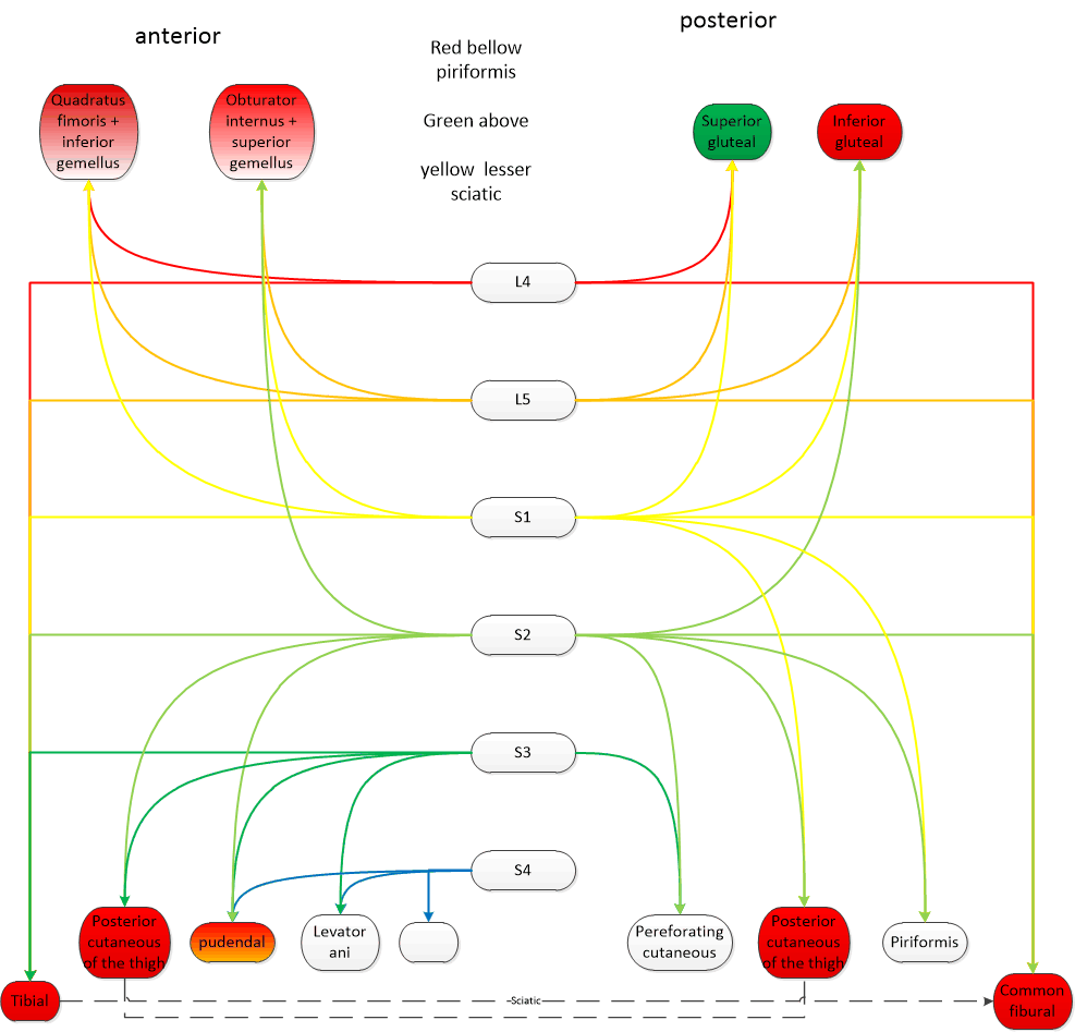 Sacral plexus diagram