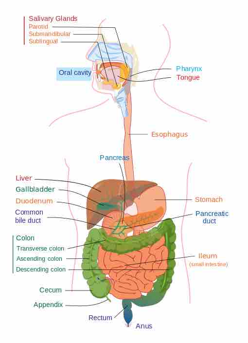 Esophagus