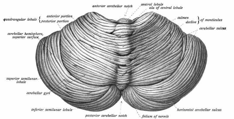 Cerebellum