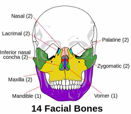 Facial bones