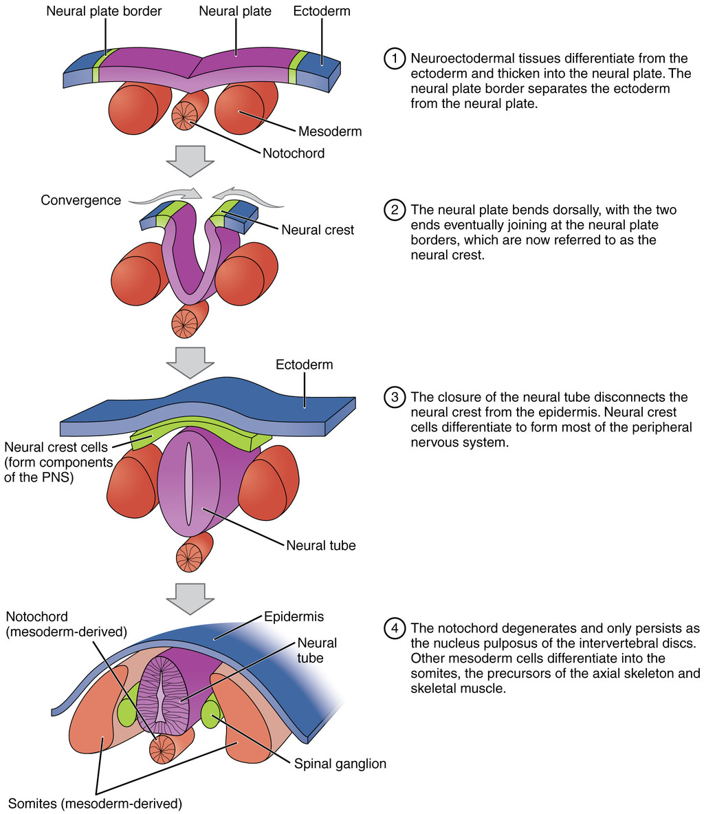 Neurulation