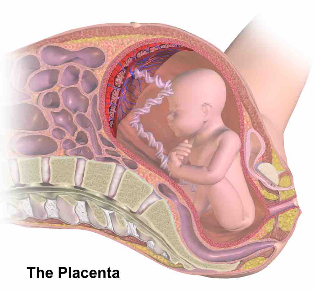 Placenta