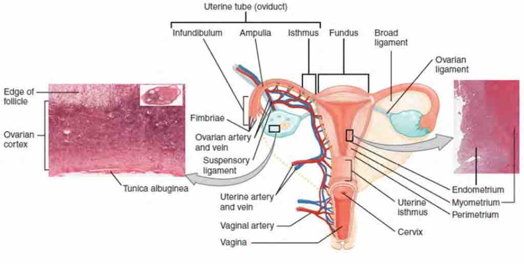 Uterine Segments