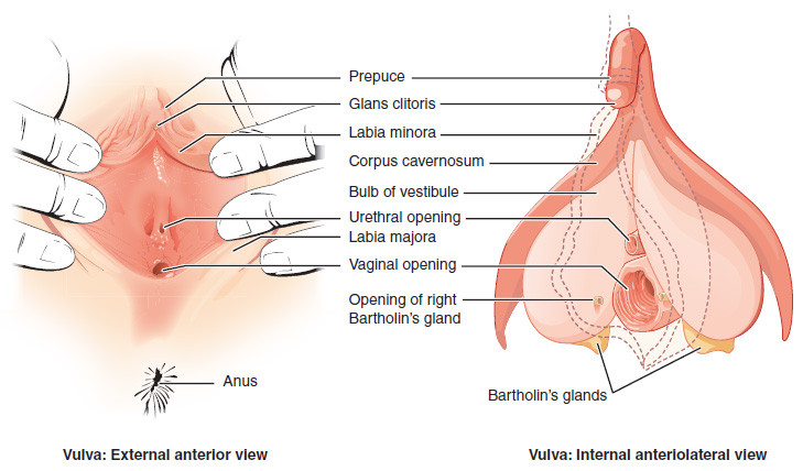 Vulva