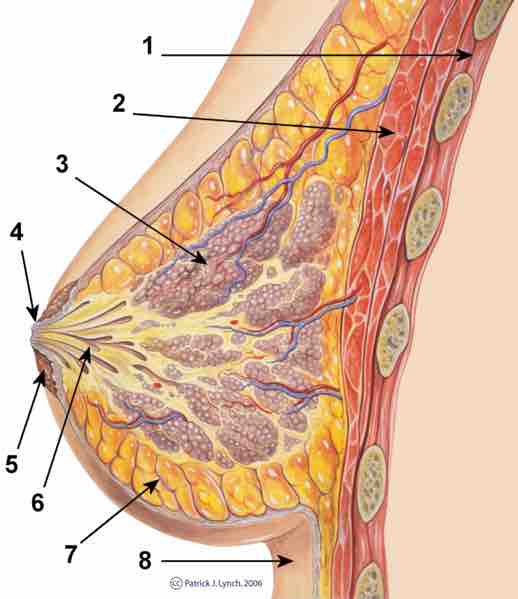 Mammary Gland