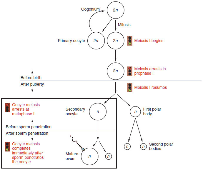 The Oogenesis Process