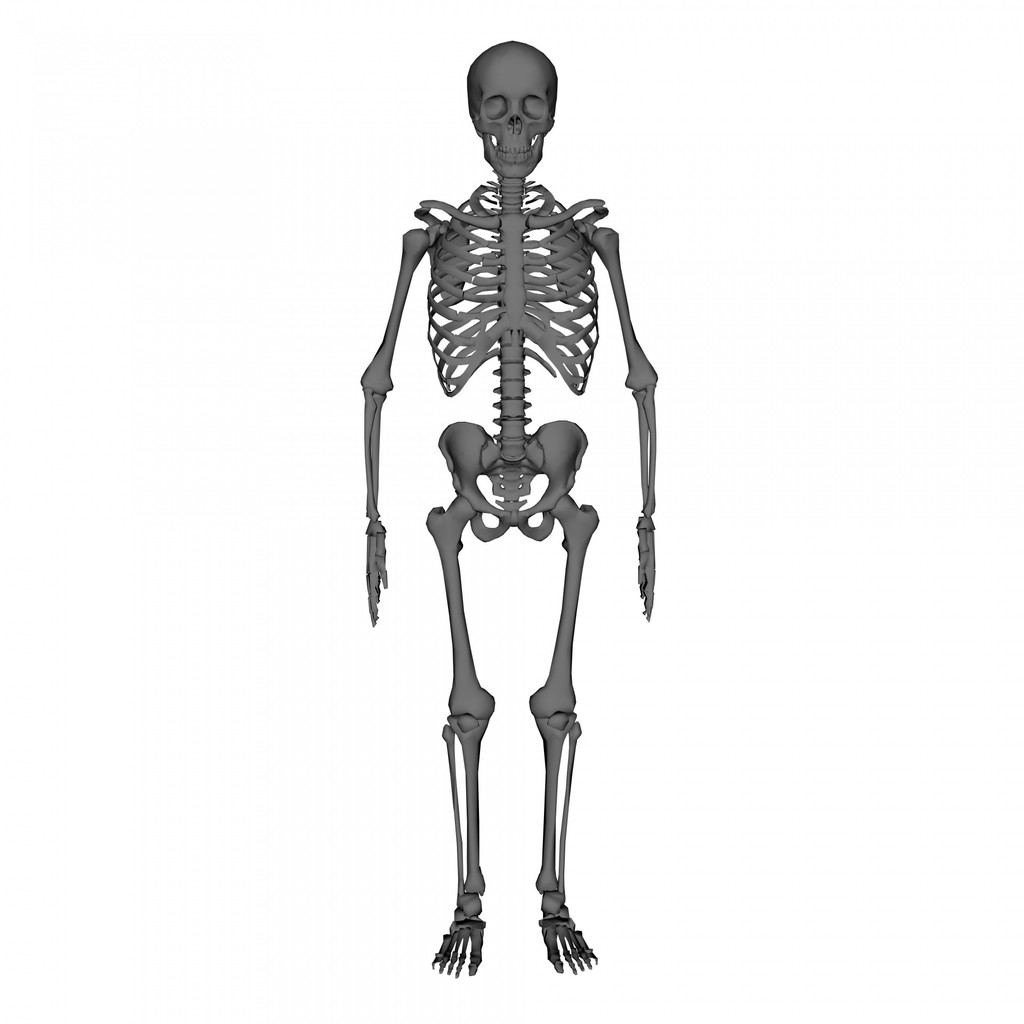 A human skeleton