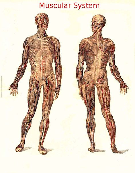 Musculoskeletal system